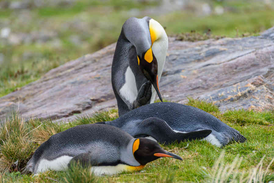 Pingüino Rey - islas Georgias del Sur 100.jpg